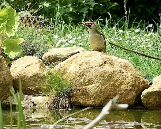 green woodpecker